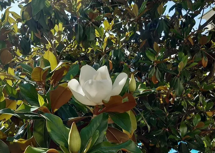 아파트호텔 Apartcomplex Splendid 산콘스탄틴앤헬레나