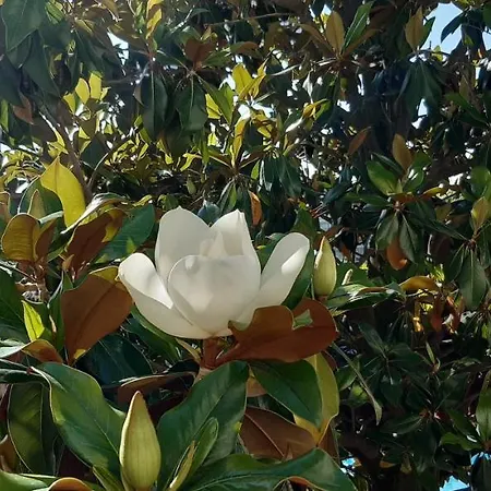 Aparthotel Apartcomplex Splendid Sveti Konstantin